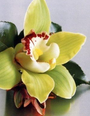 butoniera-s-orhideq