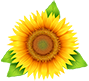 Магазинът за Цветя - sunflower-bg.com ⚘