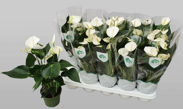anthurium-byal