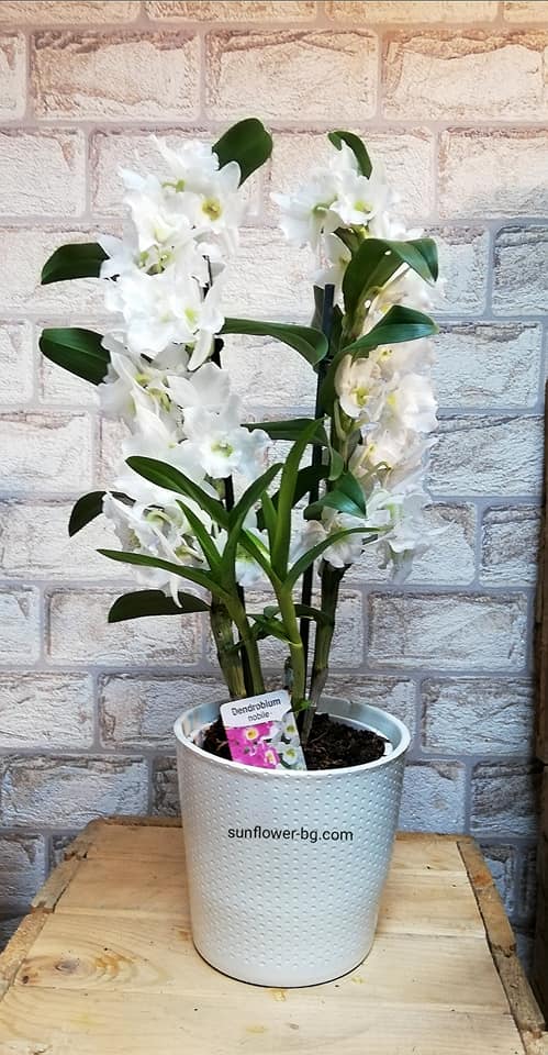 byal-dendrobium
