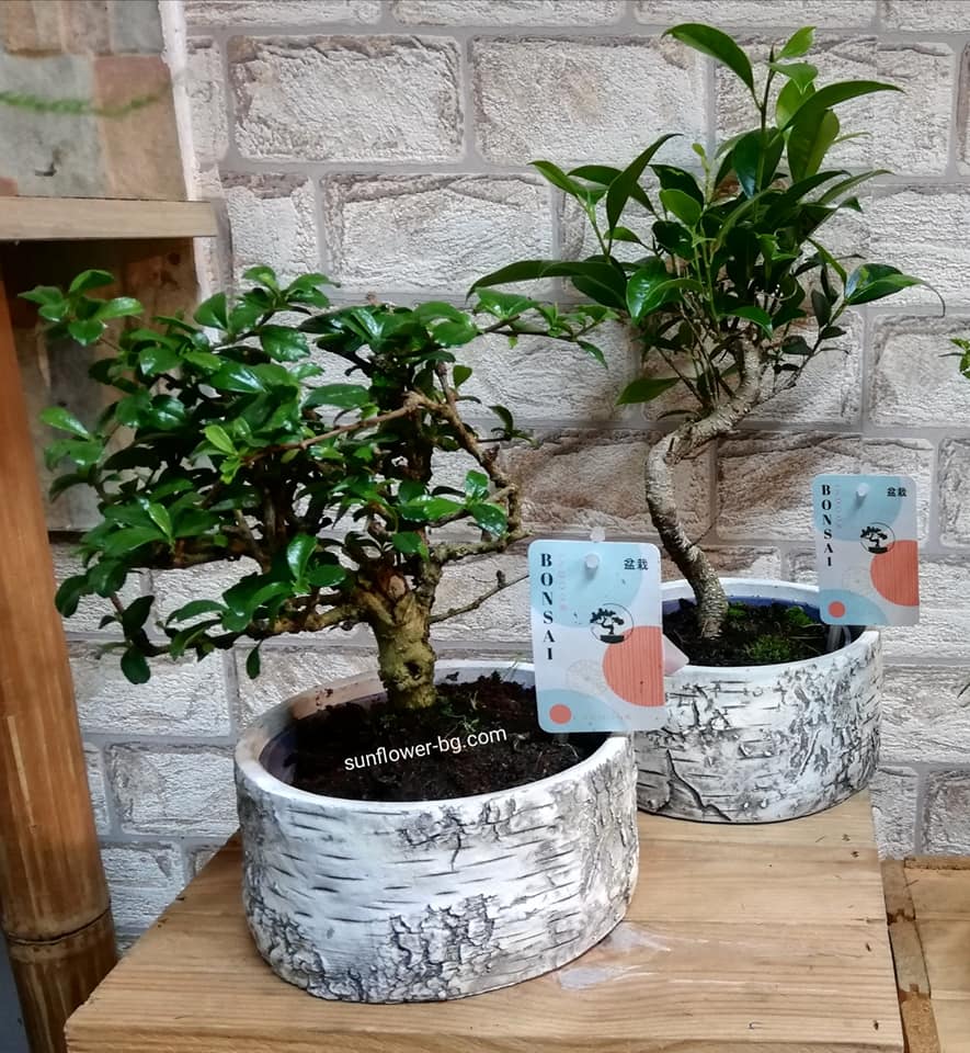 bonsai-v keramika