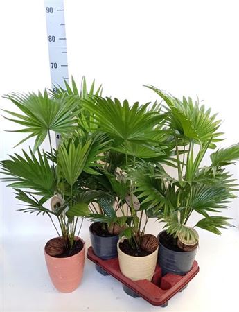 livistonia