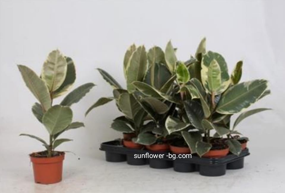 ficus-tyneke
