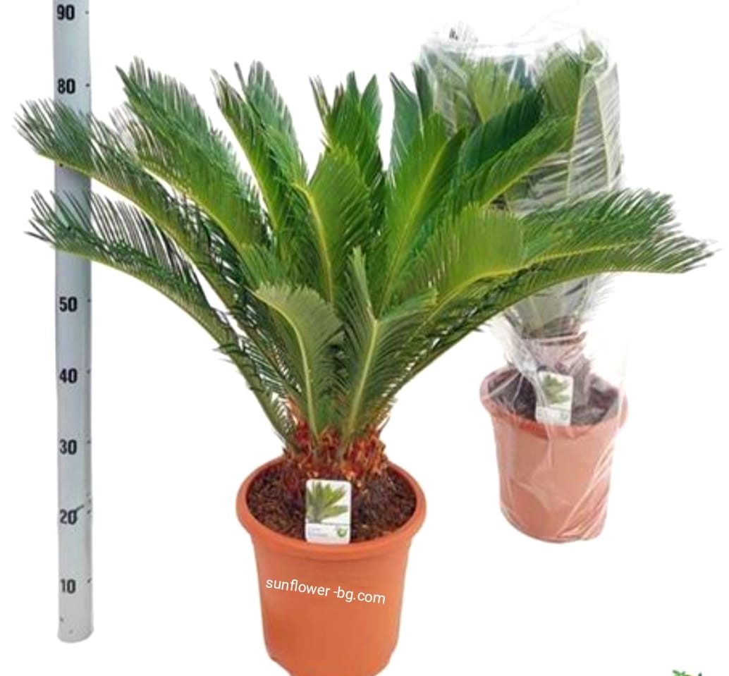 cycas