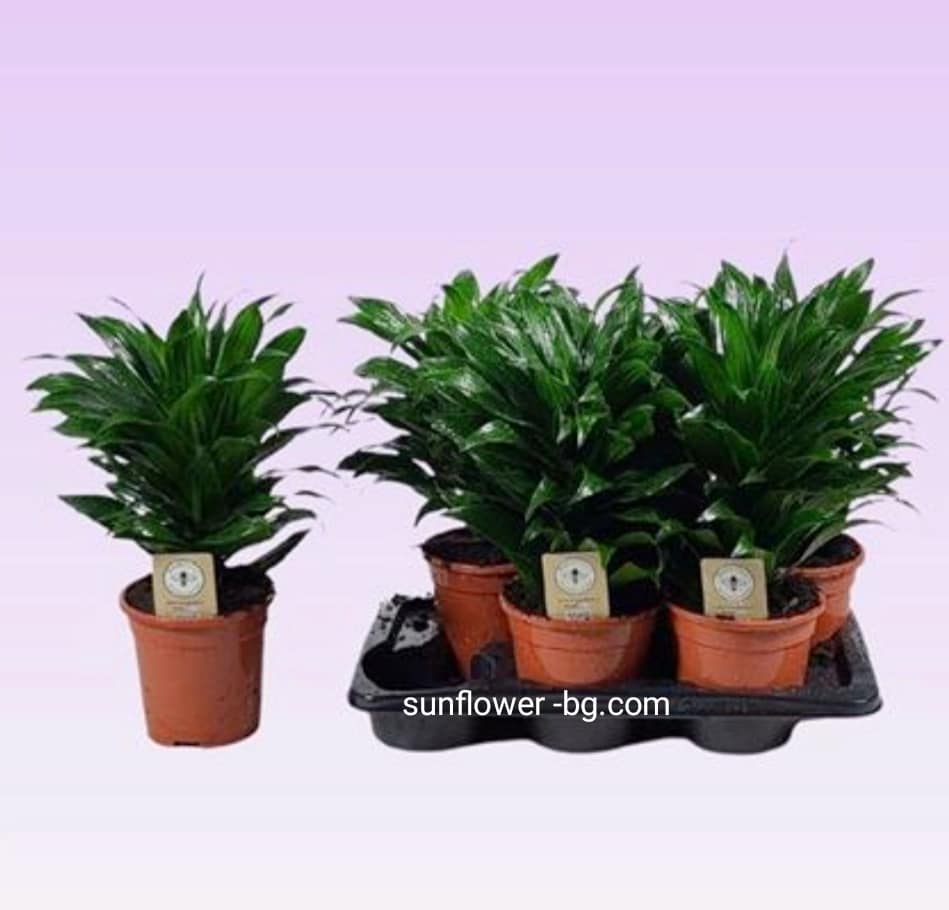 dracena-compacta