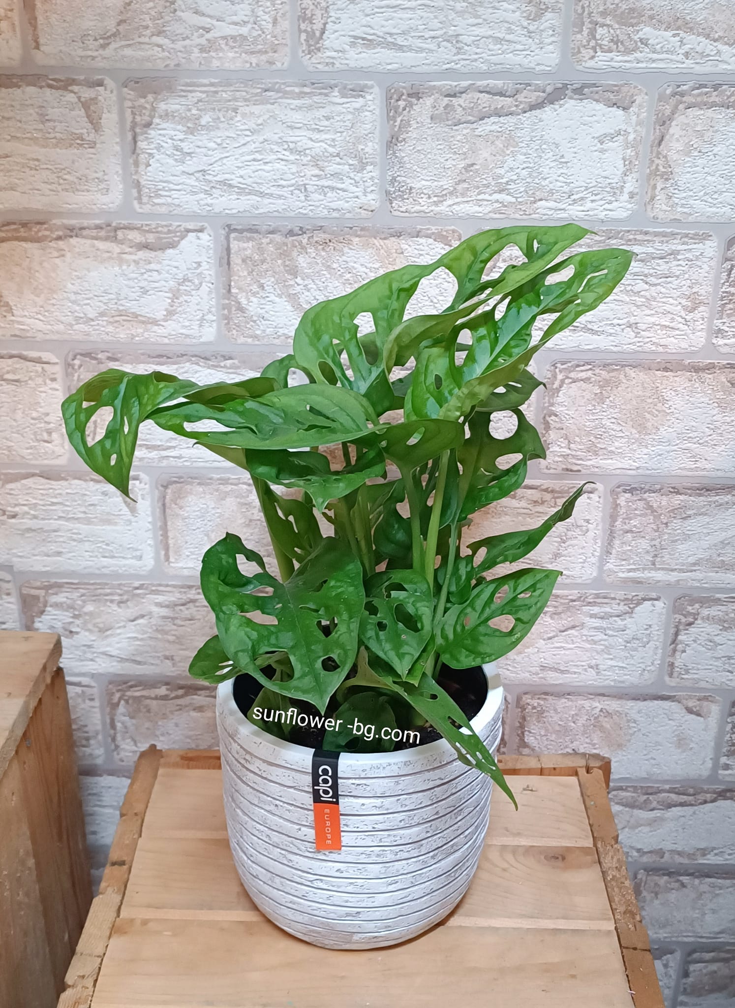 monstera-adansonii