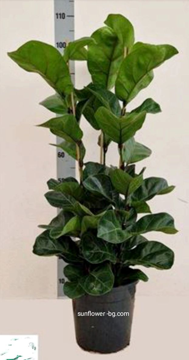 ficus-lyrata-golyam