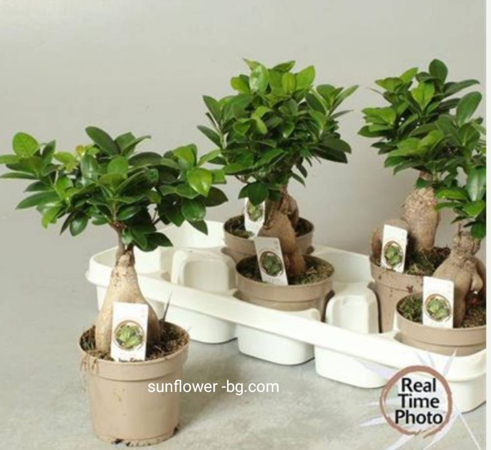bonsaj-ficus-jenshen