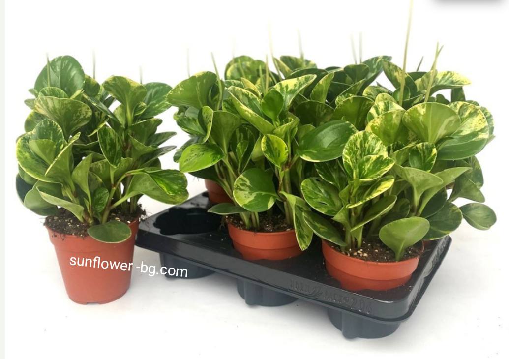peperomia-variegata