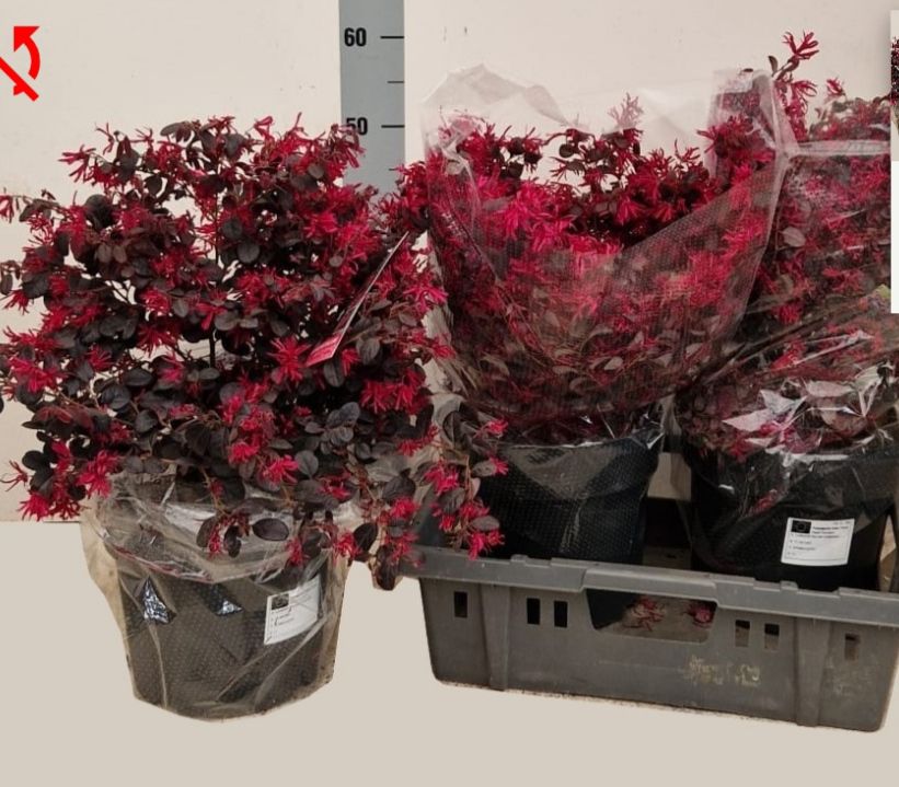 loropetalum